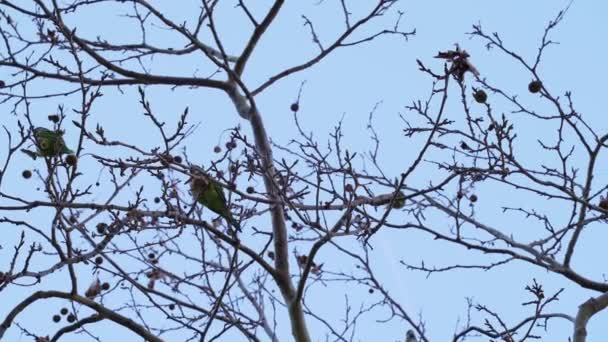 Gröna Papegojor Sitter Grenarna Ett Träd — Stockvideo