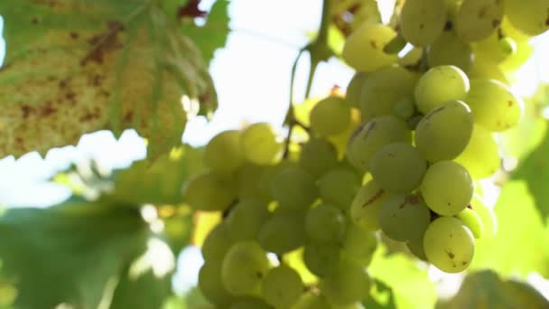 Raisins Naturels Sur Une Branche Vignoble Agricole Écologique Raisins Verts — Video