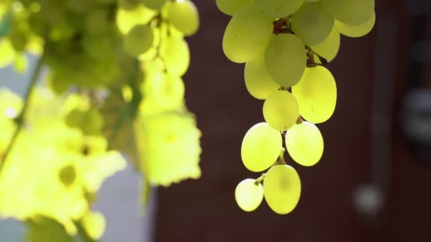 Naturalne Winogrona Gałęzi Ekologiczne Wino Rolnicze Jasne Zielone Winogrona Świetle — Wideo stockowe
