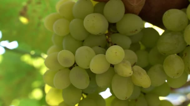 Natural Grapes Branch Ecological Farm Vinery Bright Green Grapes Sunlight — Stock Video