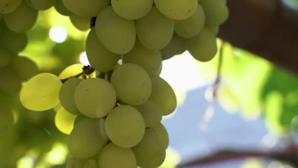 Natuurlijke Druiven Een Tak Ecologische Boerderij Wijngaard Heldere Groene Druiven — Stockvideo