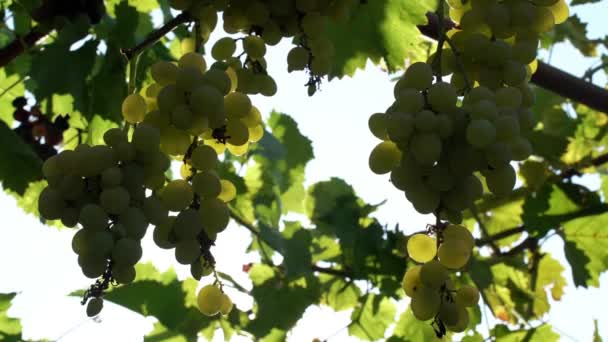 Natuurlijke Druiven Een Tak Ecologische Boerderij Wijngaard Heldere Groene Druiven — Stockvideo