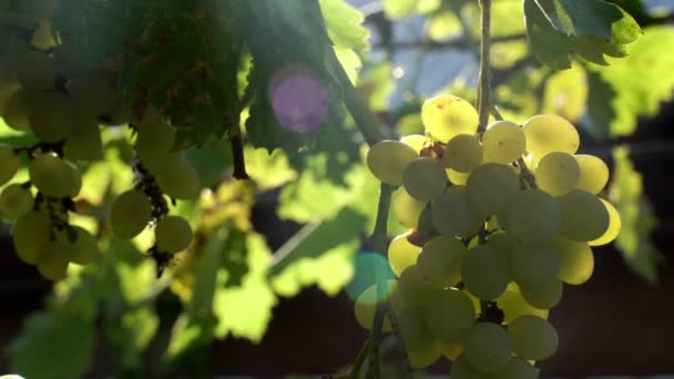 Natural grapes on a branch. Ecological farm vinery and bright, green grapes in a sunlight. Green leafs on a background. Eco and bio agriculture in south village. Summer time.