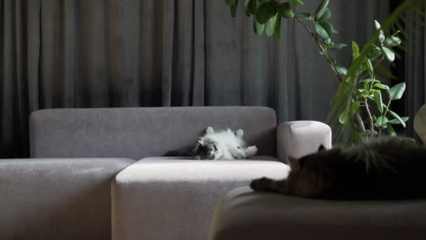 Τεμπέλες Γάτες Που Χαλαρώνουν Στον Καναπέ Θερινό Φως Αξιολάτρευτες Χνουδωτές — Αρχείο Βίντεο