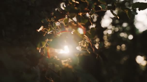 La lumière du soleil doré brille à travers les feuilles de l'arbre.. Gros plan des feuilles du champ qui se balancent dans le vent. Verts printaniers luxuriants. Des plantes forestières. Promenades botaniques. Réveiller la nature. Branches balancent dans le vent . — Video