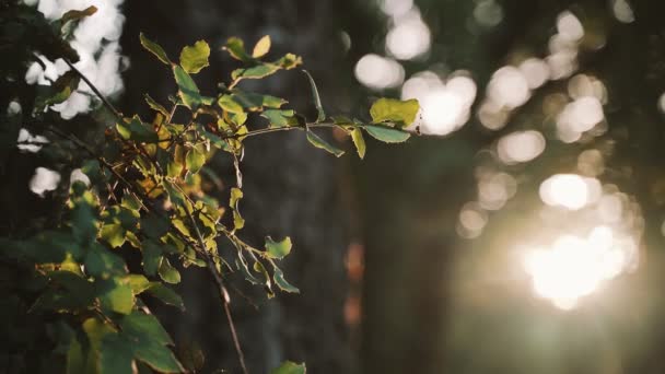 Gyllene solljus lyser genom trädbladen.. Närbild av fält löv svajande i vinden. Spola vårgröna. Skogsväxter. Botaniska promenader. Uppvaknande natur. Filialer svajar i vinden. — Stockvideo