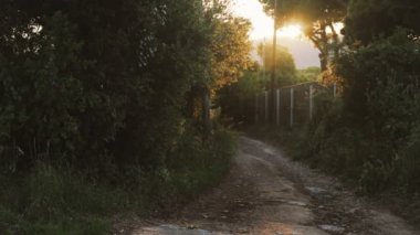 Kırsalda altın gün batımı. Romantik kırsal yol. Küçük cüceler gün ışığında uçar. Altın güneş ışığı ağaç yapraklarının arasından parlıyor. Orman bitkileri. Botanik yürüyüşleri. Uyanış doğası. 