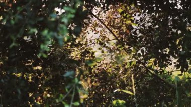 Altın güneş ışığı, ağaç yapraklarının arasından süzülen yaprakların yakınından parlıyor. Yeşiller yemyeşil. Orman bitkileri. Botanik yürüyüşleri. Doğayı uyandırmak. Dallar rüzgarda sallanıyor.