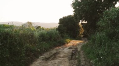 Kırsalda altın gün batımı. Romantik kırsal yol. Küçük cüceler gün ışığında uçar. Altın güneş ışığı ağaç yapraklarının arasından parlıyor. Orman bitkileri. Botanik yürüyüşleri. Uyanış doğası. 