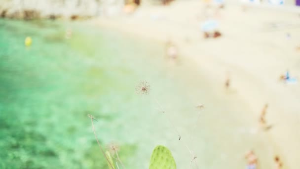 On the sandy beach in a green bay. View of the beach from above. Transparent emerald sea. In the background, people are relaxing, swim, sunbathe on the beach. Beach activity. Summer chill. — Stock Video