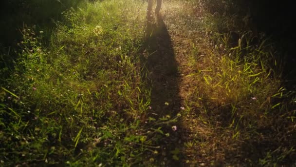 Походи в гори. Дівчина з рюкзаком стоїть на лісовій стежці і насолоджується прекрасним заходом сонця. Золоте світло в зеленому лісі. Лісові походи. Сонячний літній день. Прогулянки між деревами та квітами. Відпочинок . — стокове відео