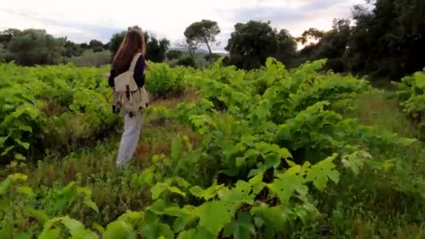 Escursioni. Una ragazza con uno zaino cammina tra i verdi vigneti. Escursioni in campagna. Luce dorata nei campi verdi. Giornata estiva soleggiata. Camminando tra gli alberi. Vacanze in campagna. — Video Stock