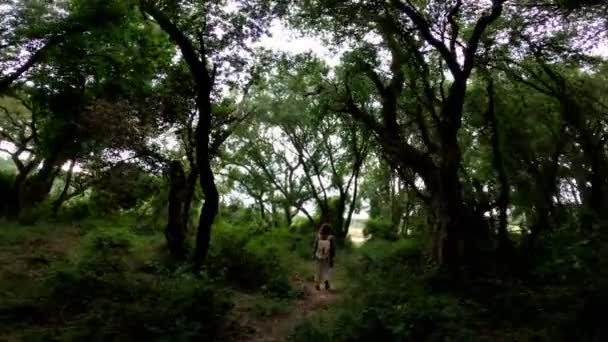 Randonnée. Une fille avec un sac à dos marche sur un sentier forestier. Randonnée dans les bois. Lumière dorée dans la forêt verte. Randonnée en forêt. Journée ensoleillée d'été. Marcher parmi les arbres. Vacances à la campagne. — Video