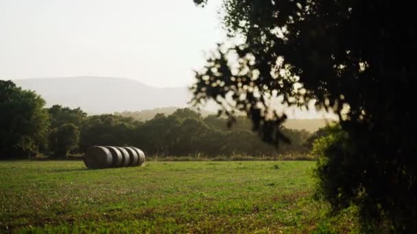 Πλάνα από ένα όμορφο γρασίδι με άχυρα. Στρογγυλές στοίβες σε χρυσό φως. Πράσινο πεδίο ανάμεσα στα δέντρα και τα βουνά το ηλιοβασίλεμα. Διακοπές στο χωριό. Αγροτική άποψη. Διακοπές στην ύπαιθρο. — Αρχείο Βίντεο