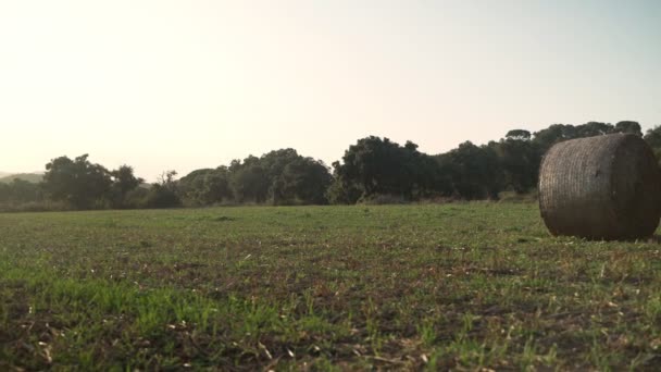 Filmación de un hermoso campo de siega con pajar. Pilas redondas en luz dorada. Campo verde entre los árboles y las montañas al atardecer. Vacaciones en el pueblo. Vistas rurales. Vacaciones en el campo . — Vídeos de Stock