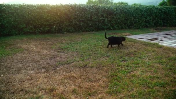 Egy kövér fekete macska óvatosan sétál a zöld pázsiton. Vicces kisállat. Macska sétálni az udvaron. Aranyos háziállat séták naplementekor a háttérben a zöld bokrok. — Stock videók