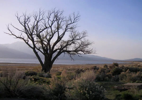 Lone Tree in the Desert