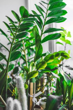 Pencere de yeşil bitkiler ve kaktüsler