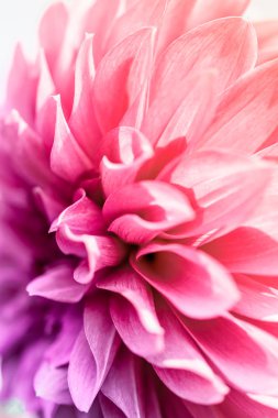 Pembe Dahlia çiçeği. Çiçek yaprakları çekim