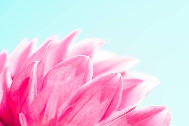 Mavi gökyüzüne karşı pembe Dahlia yaprakları