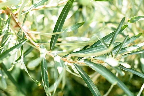 Close Sea Buckthorn Leaves — Stock Photo, Image