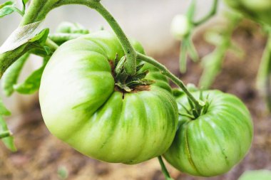 Dal üzerinde yeşil domatesler..