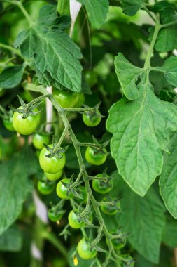 Olgunlaşmamış yeşil kiraz domatesli dal. Küçük domatesler.
