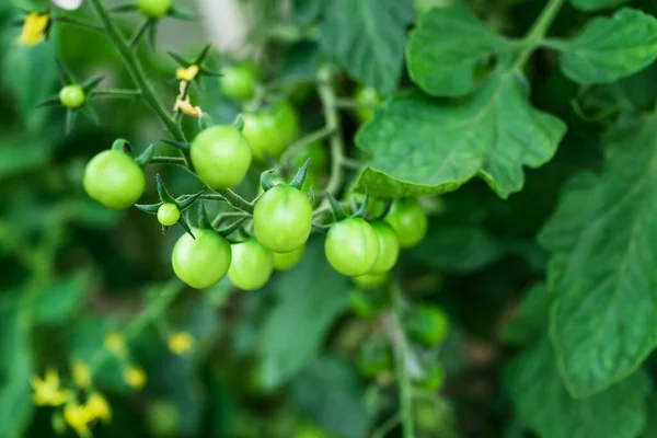 Ramo Com Tomates Cereja Verdes Não Maduros Tomates Pequenos Imagem De Stock