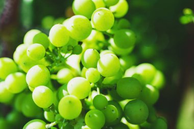 Bir demet olgunlaşmamış yeşil üzüm yakın.