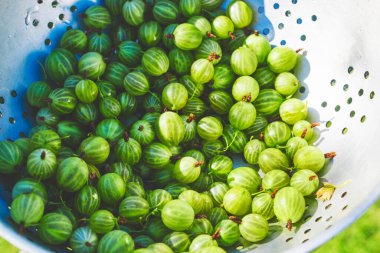 Bektaşi üzümünün yemyeşil meyveleri..