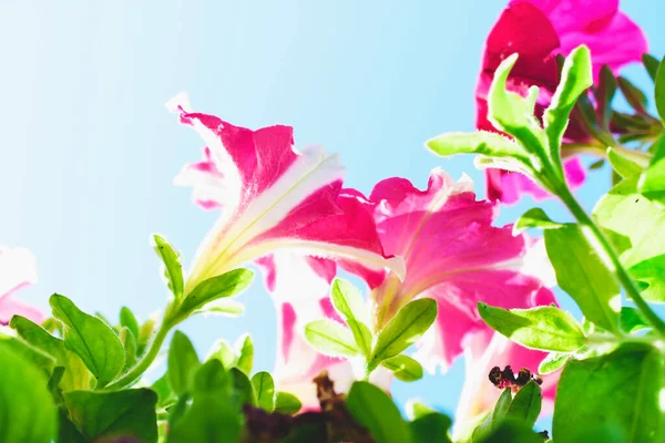 Flores Petúnia Rosa Contra Céu Azul — Fotografia de Stock