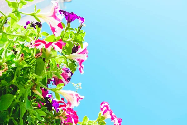 Flores Petúnia Rosa Contra Céu Azul — Fotografia de Stock