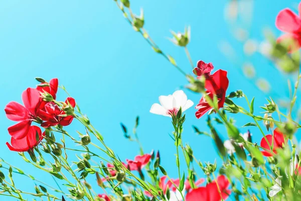 Красные Белые Цветы Синем Фоне — стоковое фото
