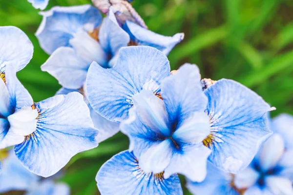 Blaue Irisblüten Aus Nächster Nähe — Stockfoto