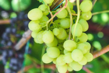 Bir demet yeşil üzüm yakından geliyor. Hasat..