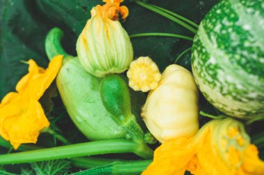 Bahçede küçük balkabakları. Hasat..