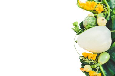 Beyaz arka planda beyaz ve yeşil balkabakları. Boşluğu kopyala.