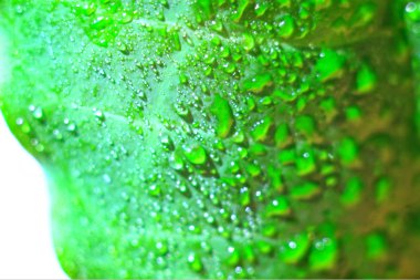 Yeşil damla parlak yaprak ışık duvar kağıdı