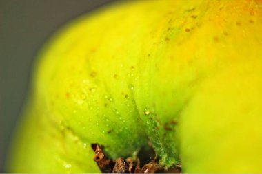 elma bahar taze meyve olgun lezzetli açık renkli