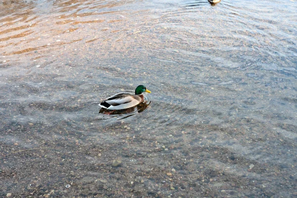 Der Erste Frost Morgenfrost Auf Dem Teich Eis Gefrorene Ahornblätter — Stockfoto