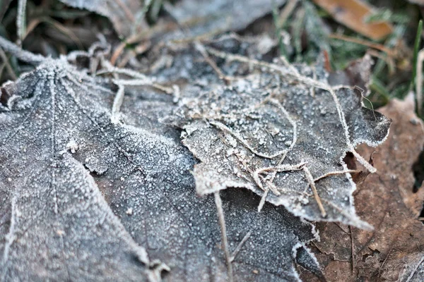 Primera Helada Heladas Matutinas Estanque Hojas Arce Congeladas Hielo Parque —  Fotos de Stock