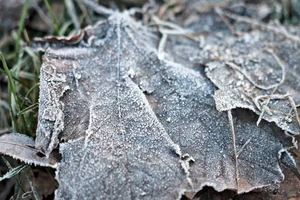 Der Erste Frost Morgenfrost Auf Dem Teich Eis Gefrorene Ahornblätter — Stockfoto