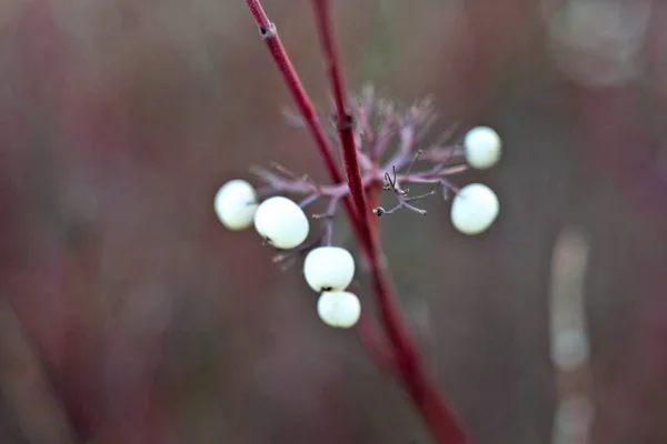 První Frost Ranní Mrazíky Rybníku Javorové Listy Zamrzlé Ledu Městský — Stock fotografie