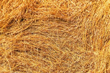 Köyde ev, Evcil hayvan, parlak güzel çiçekler, alanlar, sulu sebze, meyve, akşam parlak parlak şenlik ateşi çok yakınındaki bir güneşli gün.