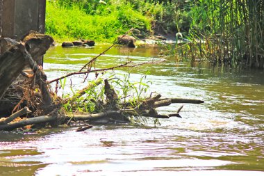 Köyde ev, Evcil hayvan, parlak güzel çiçekler, alanlar, sulu sebze, meyve, akşam parlak parlak şenlik ateşi çok yakınındaki bir güneşli gün.