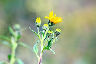Köyde ev, Evcil hayvan, parlak güzel çiçekler, alanlar, sulu sebze, meyve, akşam parlak parlak şenlik ateşi çok yakınındaki bir güneşli gün.