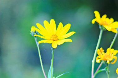 Köyde ev, Evcil hayvan, parlak güzel çiçekler, alanlar, sulu sebze, meyve, akşam parlak parlak şenlik ateşi çok yakınındaki bir güneşli gün.