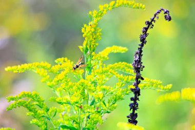 Köyde ev, Evcil hayvan, parlak güzel çiçekler, alanlar, sulu sebze, meyve, akşam parlak parlak şenlik ateşi çok yakınındaki bir güneşli gün.