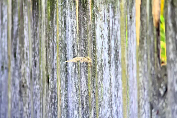 Köyde ev, Evcil hayvan, parlak güzel çiçekler, alanlar, sulu sebze, meyve, akşam parlak parlak şenlik ateşi çok yakınındaki bir güneşli gün.