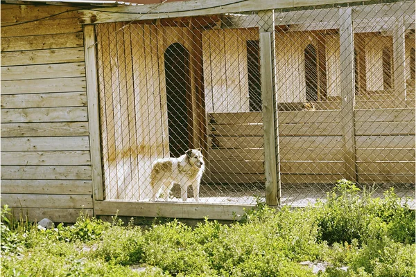 dog in a cage. helping homeless animals. aviary for dogs